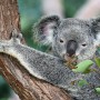 koala