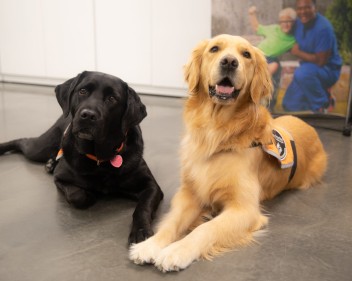 Dog Therapy