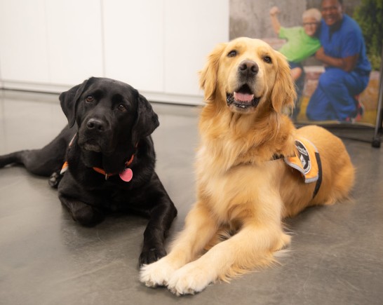 Dog Therapy