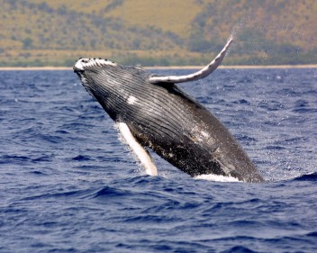 humpback