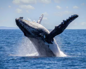 Whale