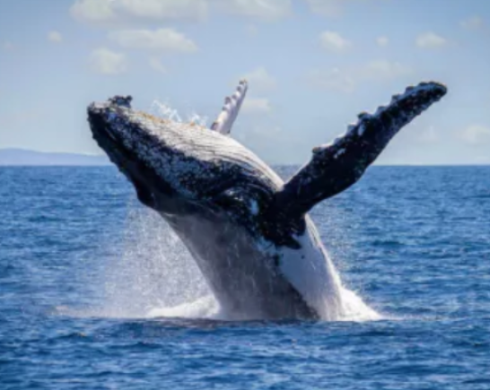 Whale