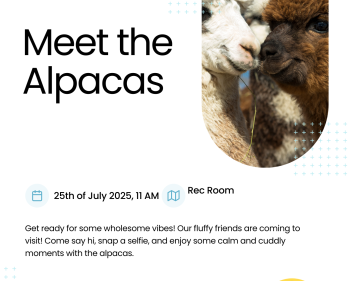 Meet the Alpacas