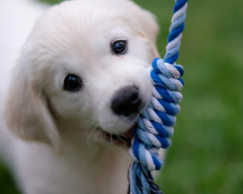 PUPPY