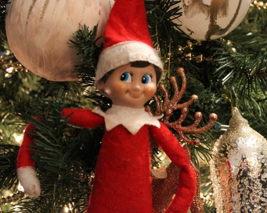 themushroomphotographer aI8ko94VGu8 unsplash