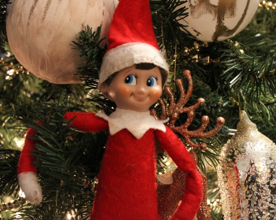 themushroomphotographer aI8ko94VGu8 unsplash