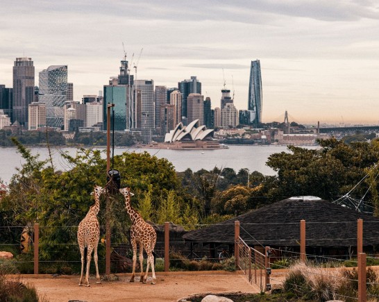 182494 109 Taronga Zoo Sydney