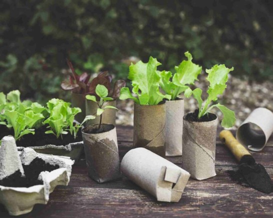 cardboard tube plant pots 1 1024x682