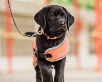 PAWGUST 21 Bald Hills 65 580x625